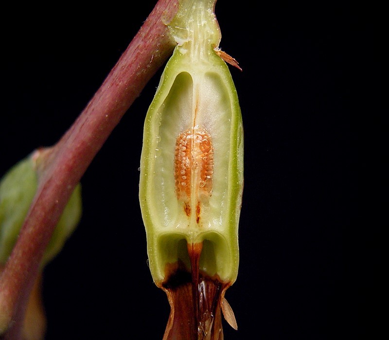 Billbergia ×windii