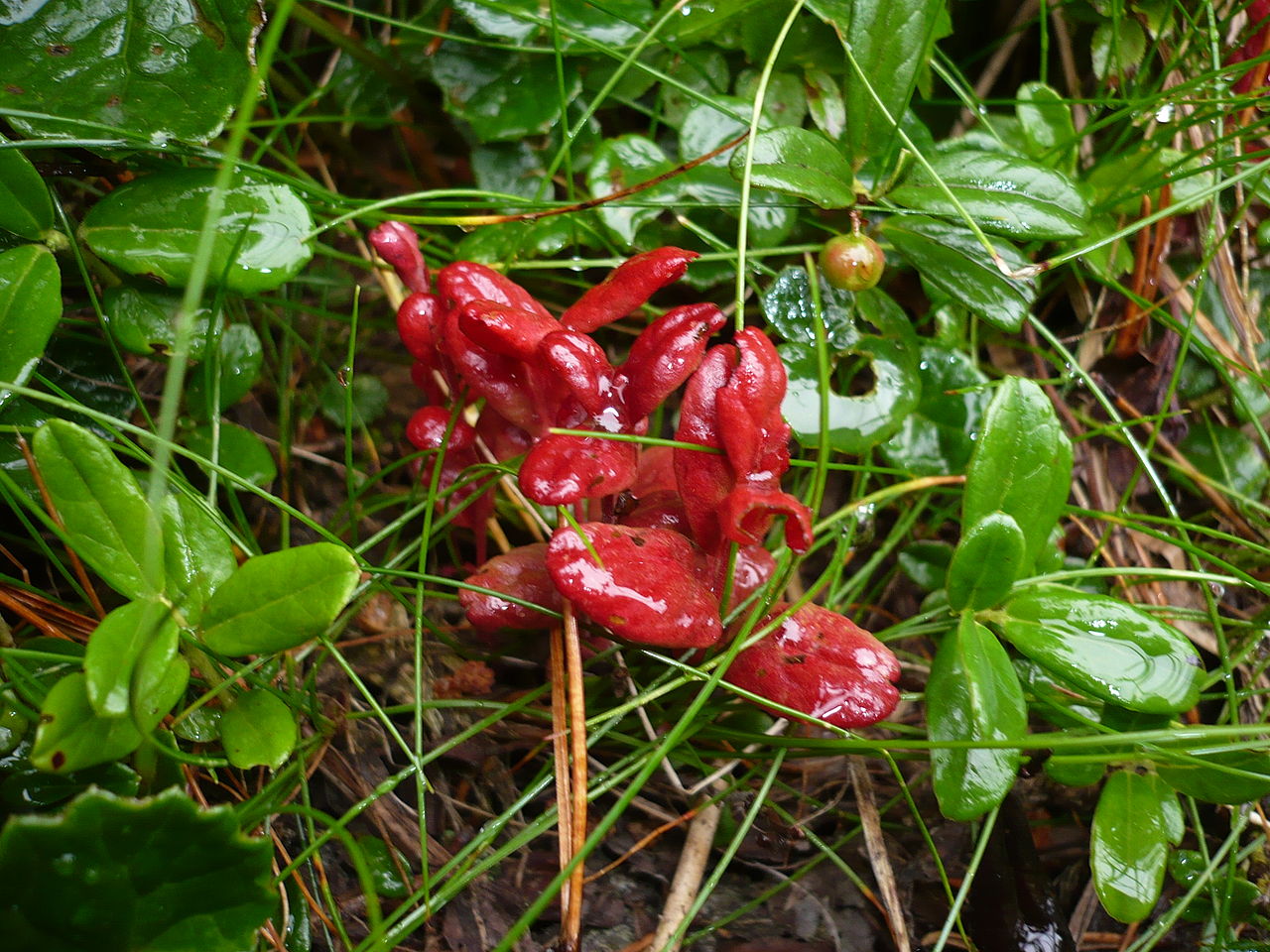 Exobasidium splendidum