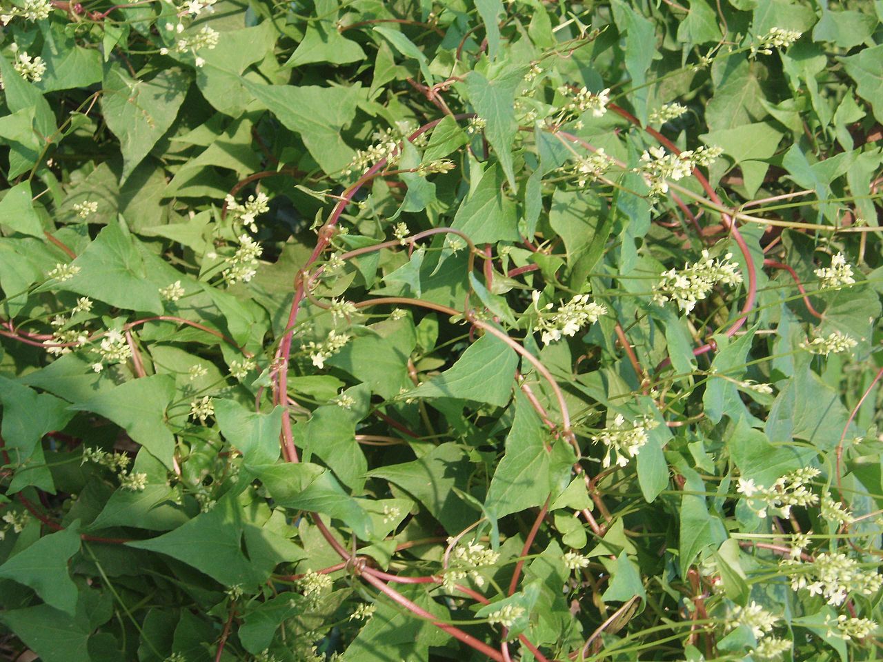 Fallopia multiflora