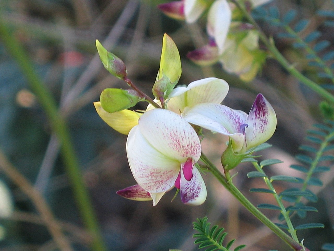 Swainsona sejuncta