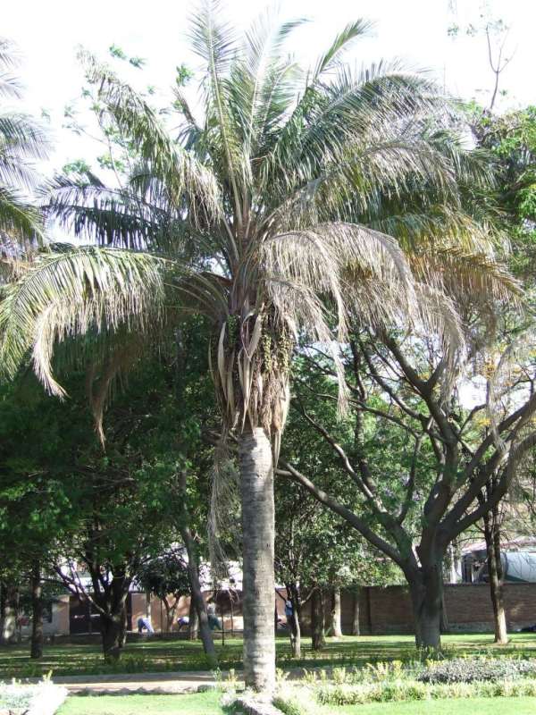 Attalea princeps