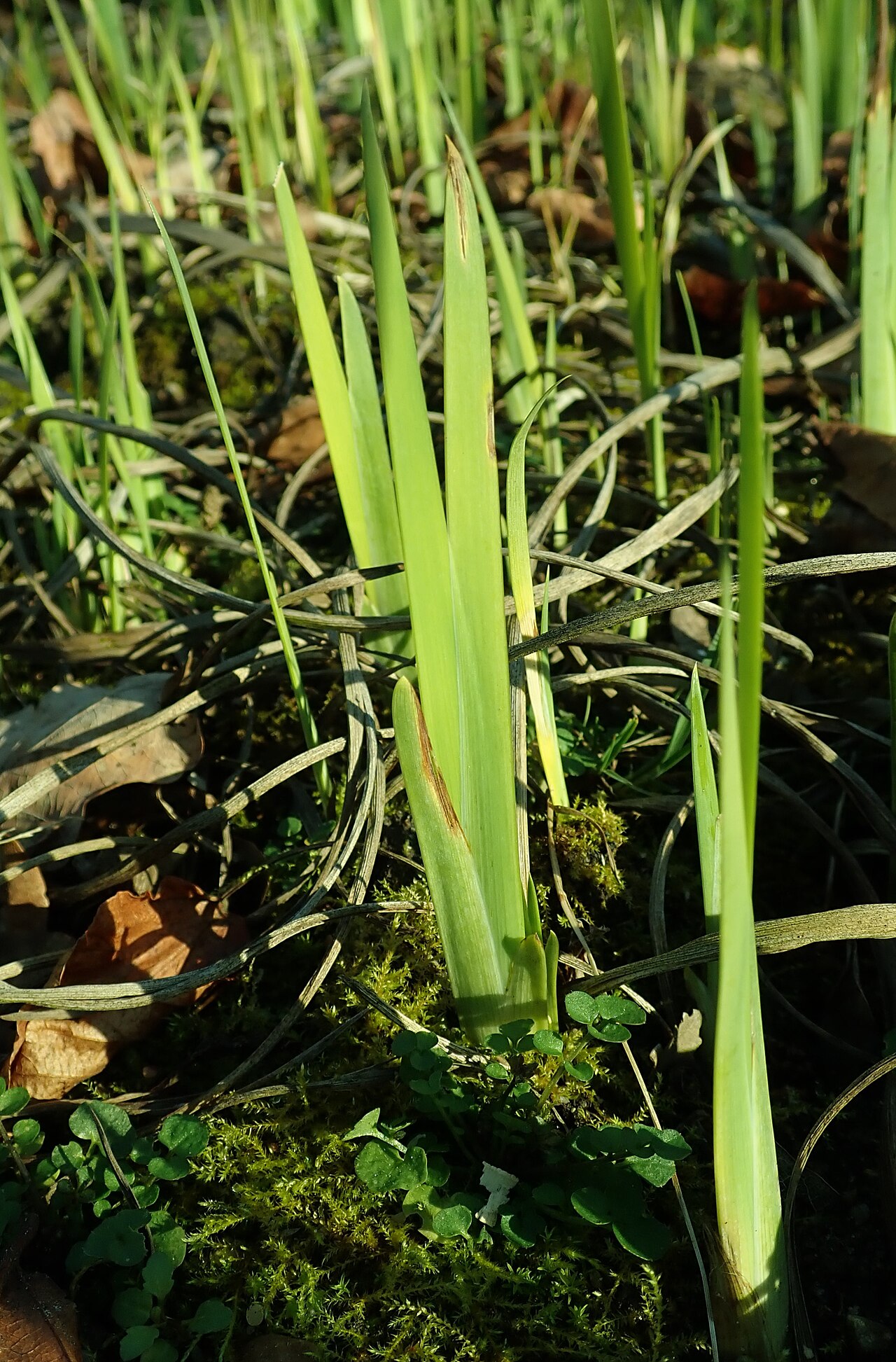 Iris crocea