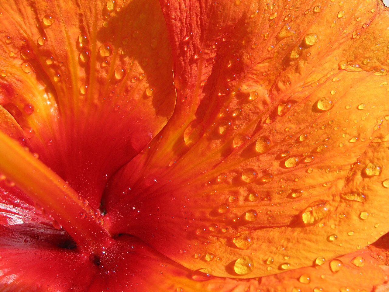 Hibiscus × rosa-sinensis