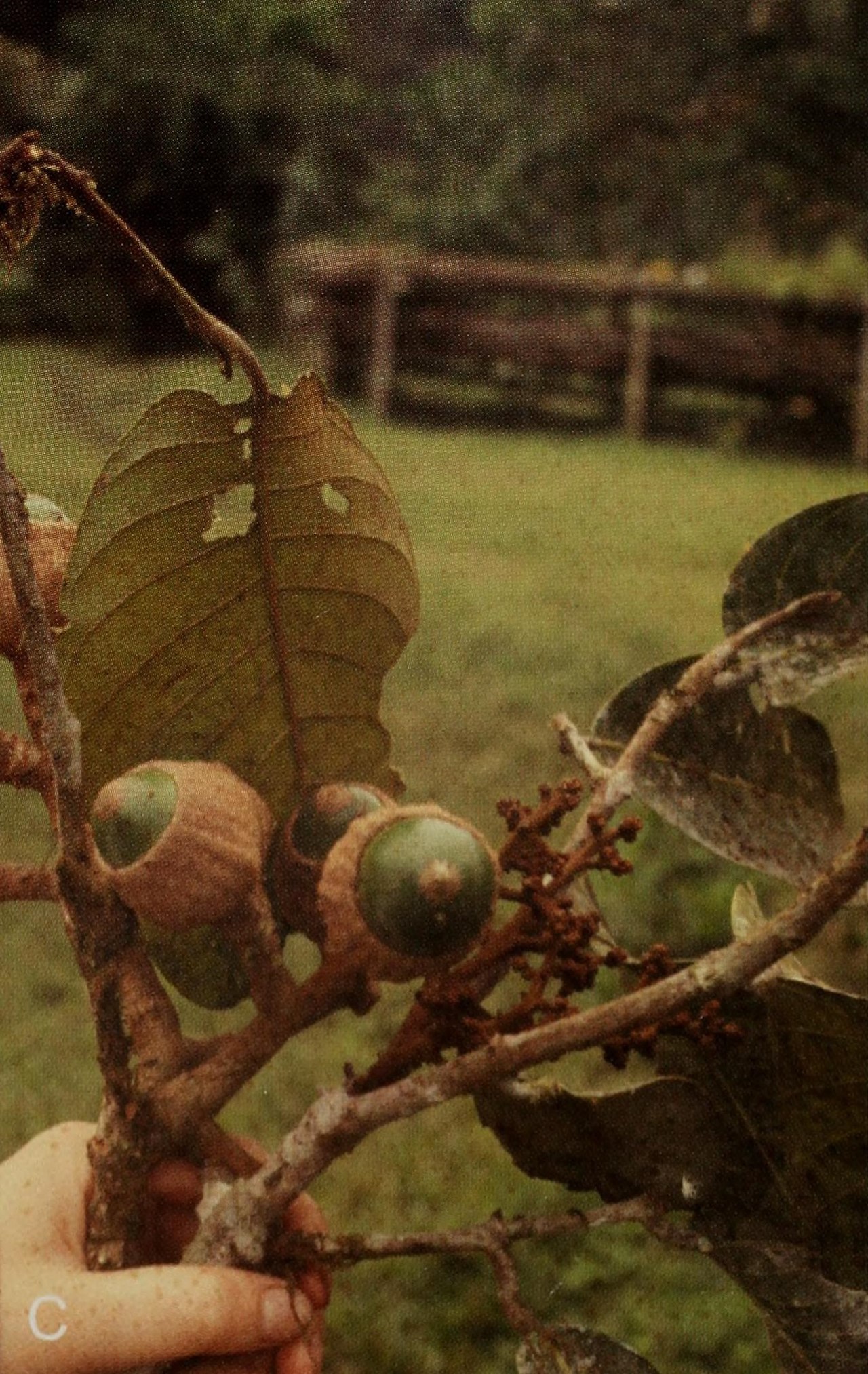 Chlorocardium venenosum