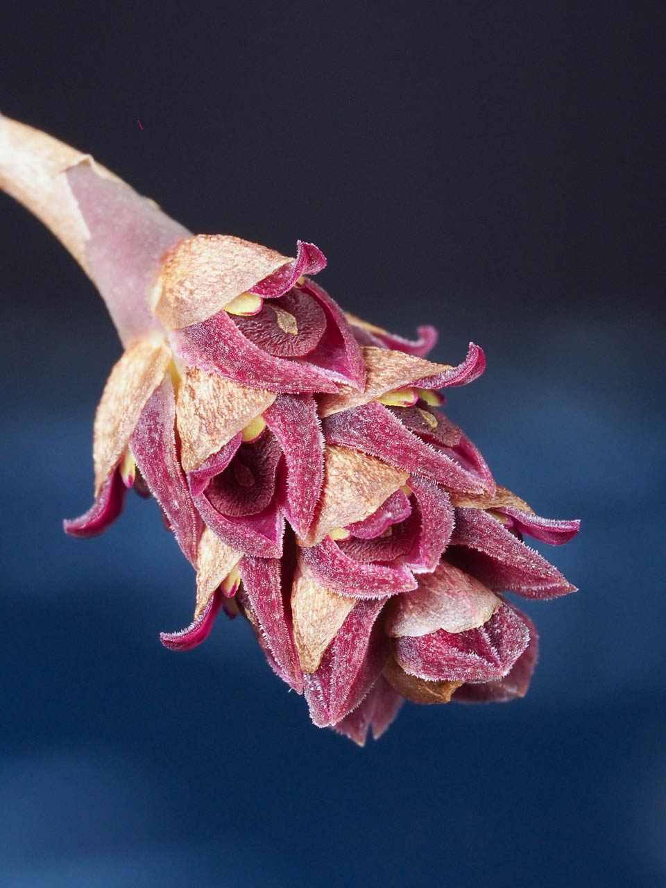 Bulbophyllum aggregatum