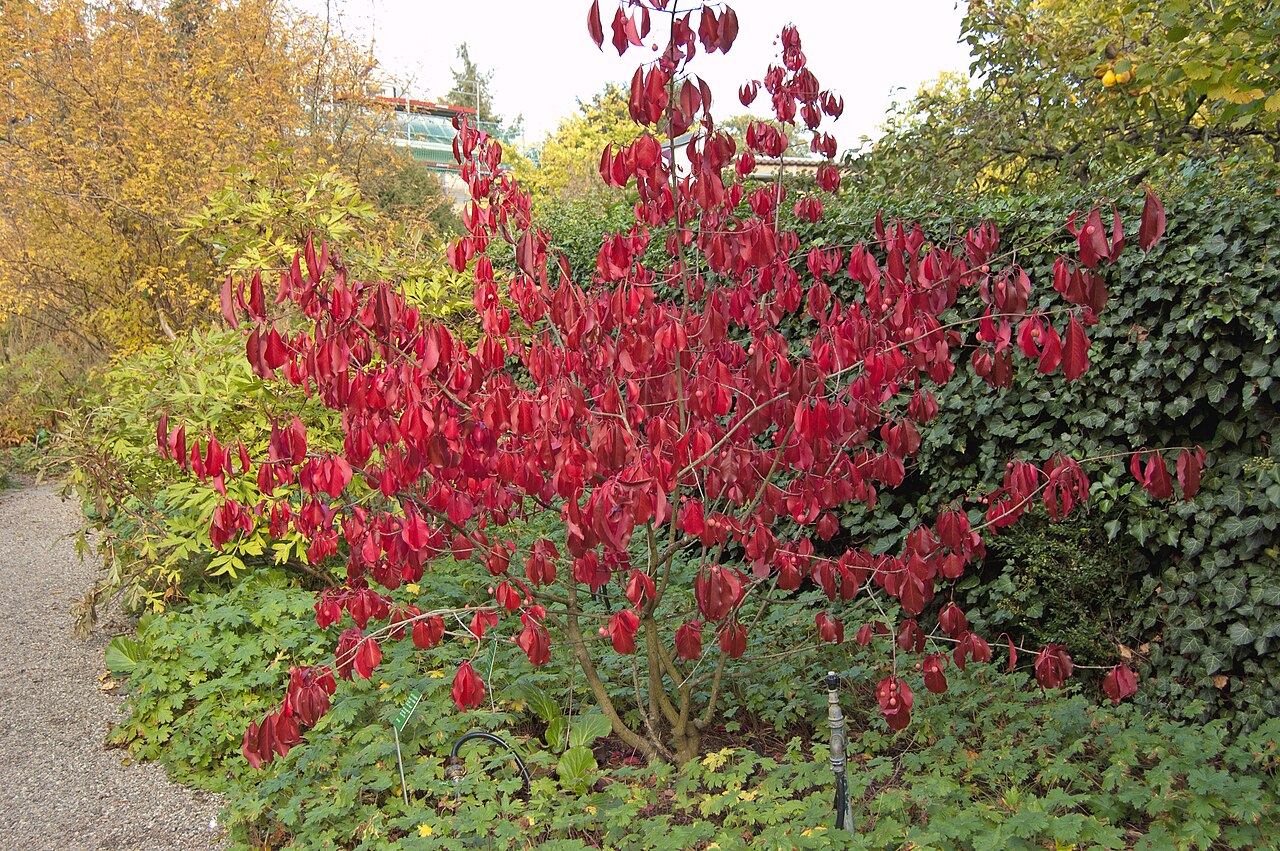 Euonymus grandiflorus