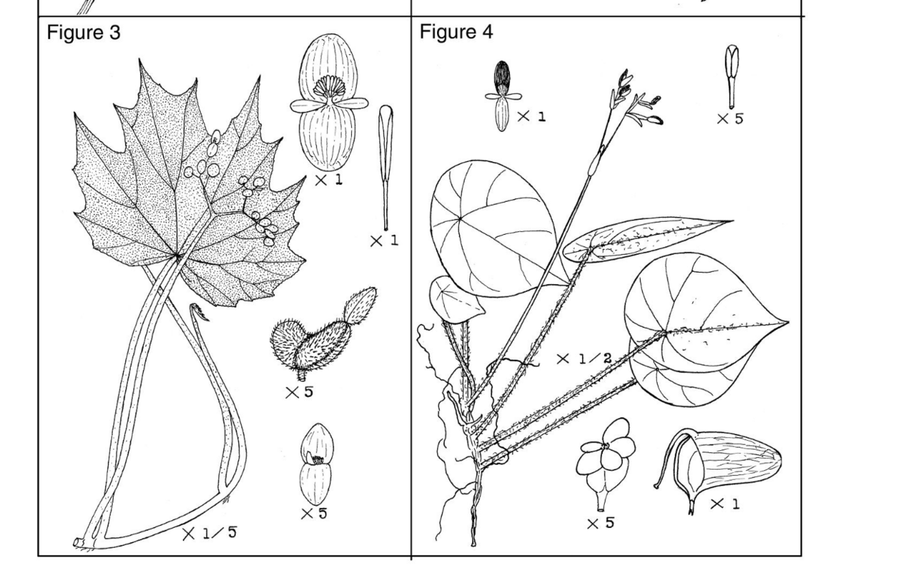 Begonia alta