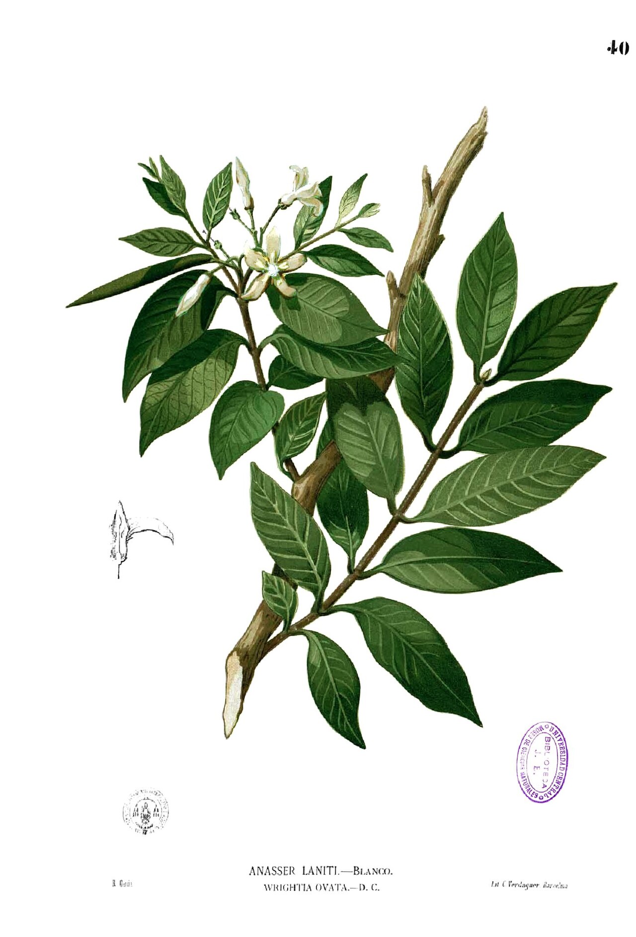 Wrightia pubescens