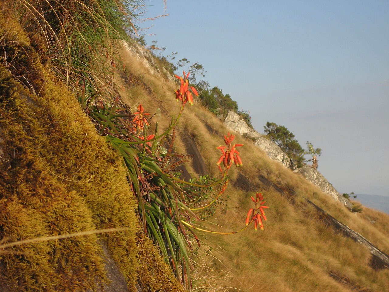 Aloe inyangensis