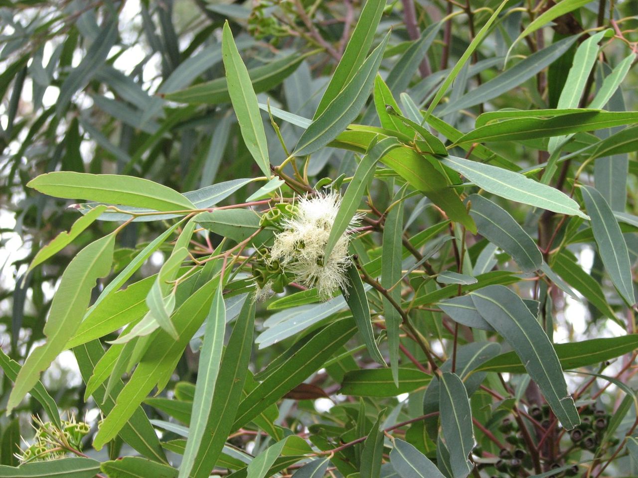 Plunkett mallee