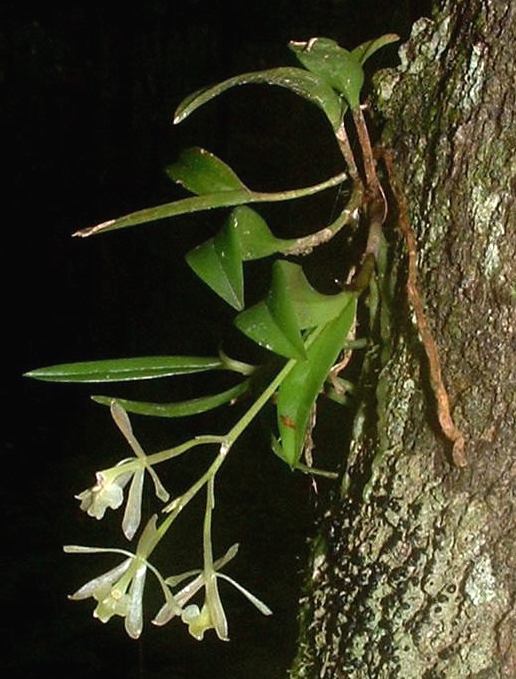 Epidendrum magnoliae