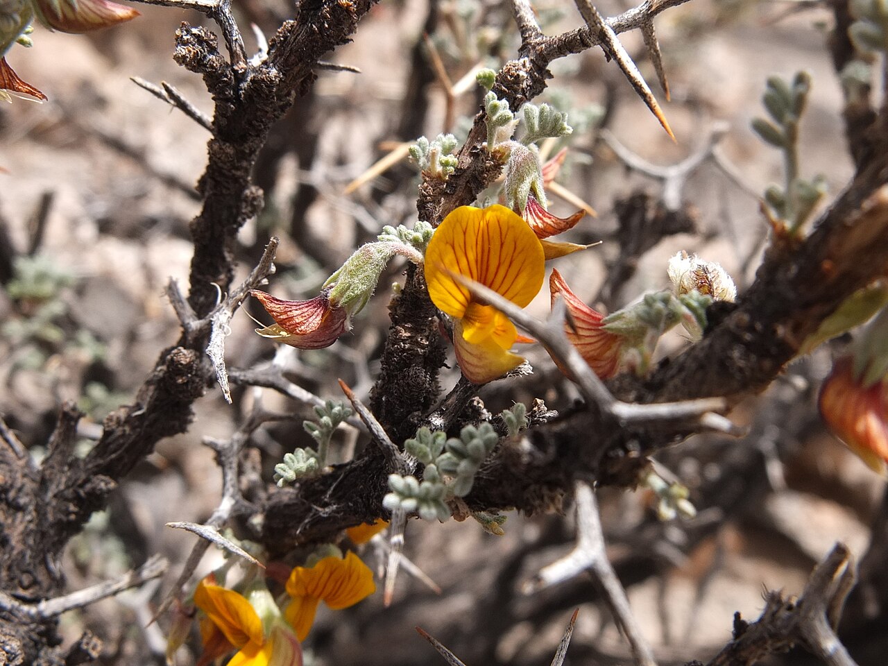 Adesmia horrida