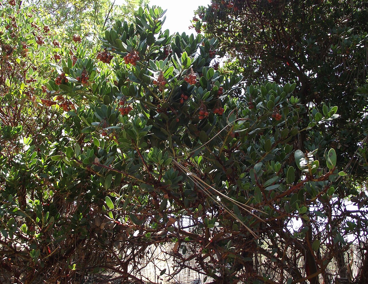 Arctostaphylos insularis