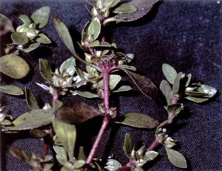 Bergia texana