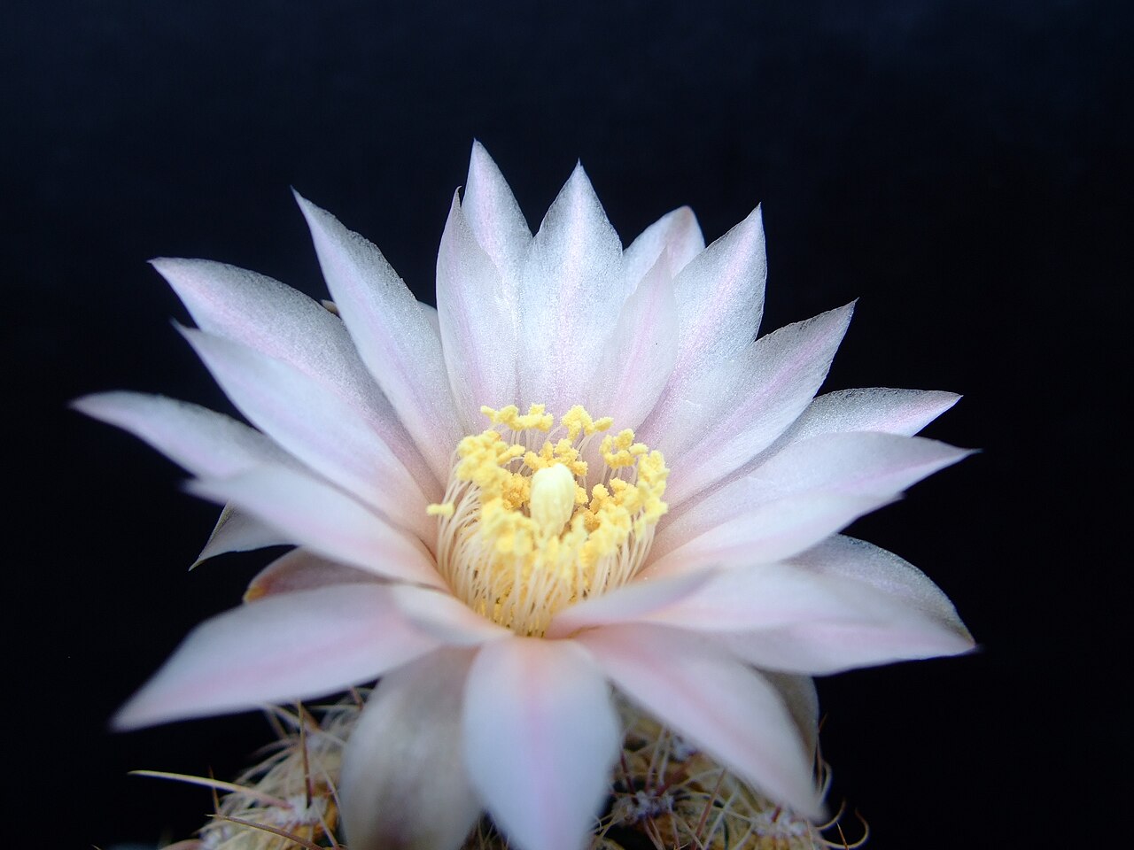 Gymnocalycium bruchii