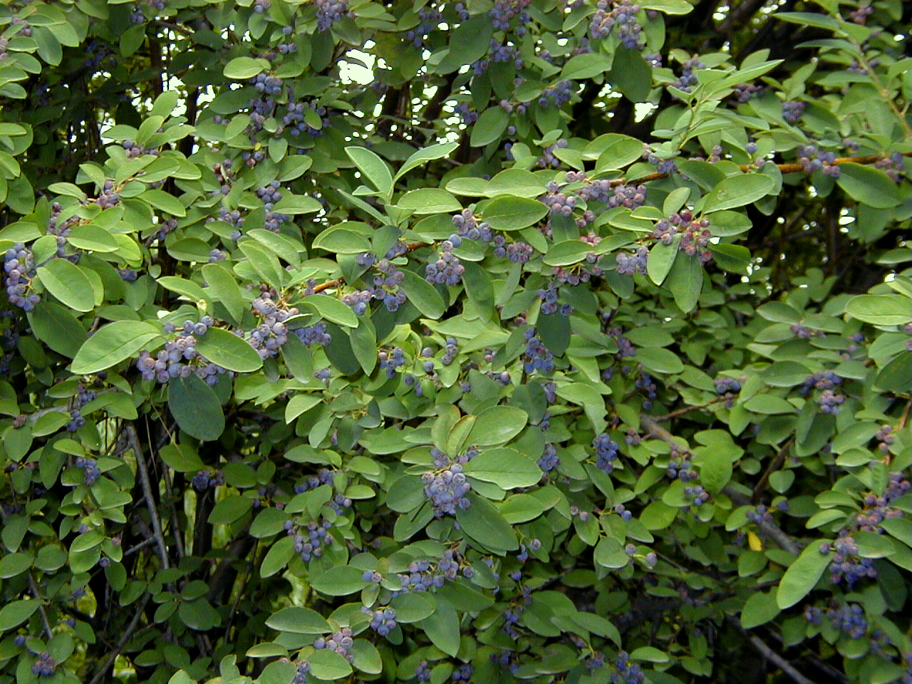 Cotoneaster acutifolius
