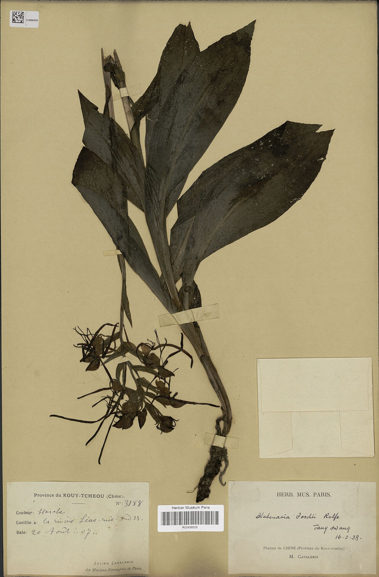Habenaria fordii