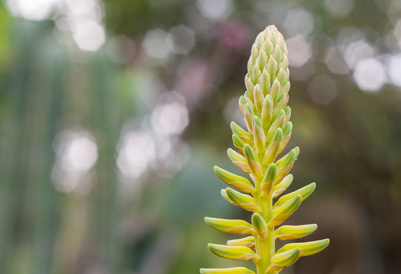 Agave cocui