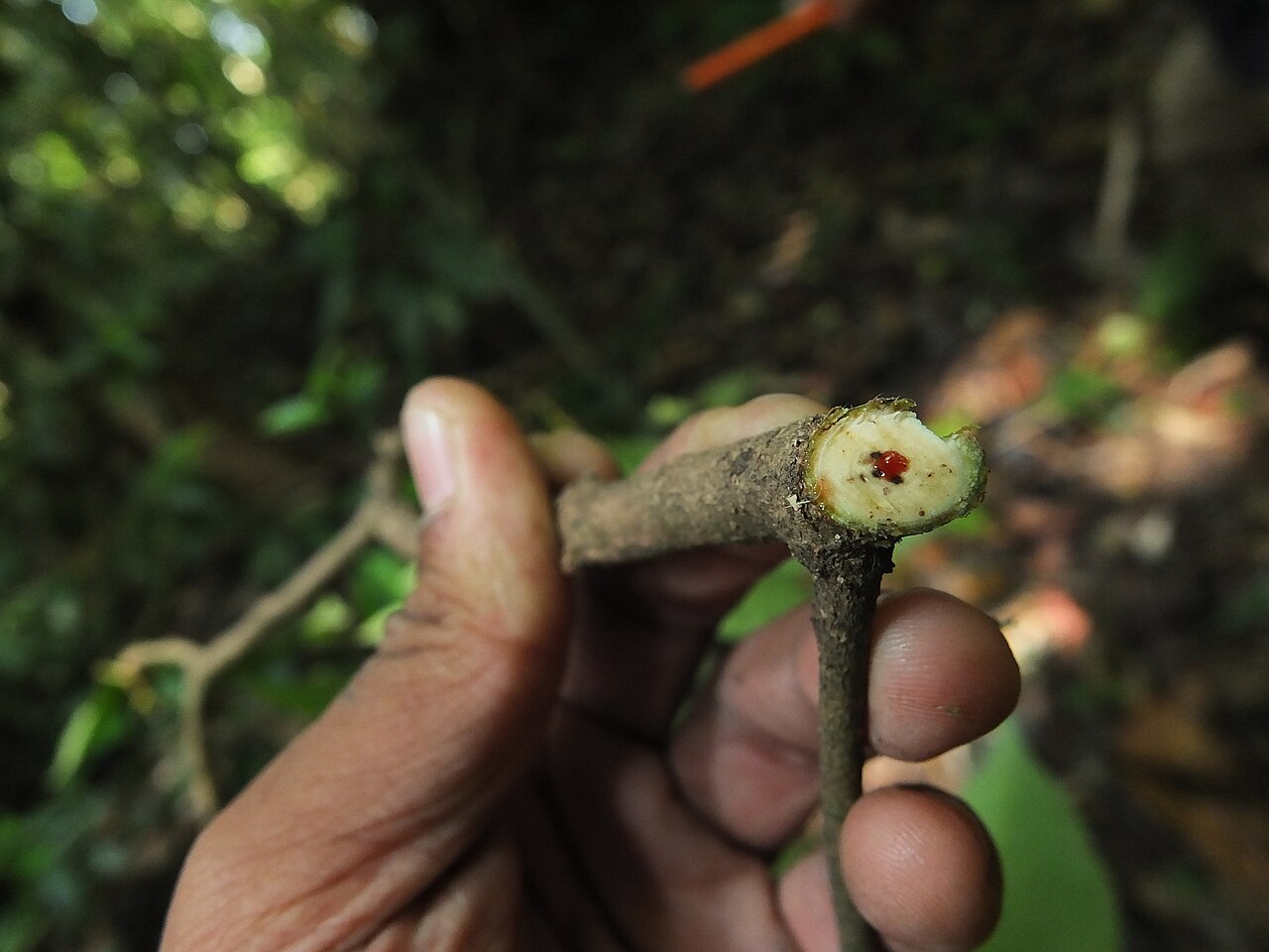 Paracroton integrifolius