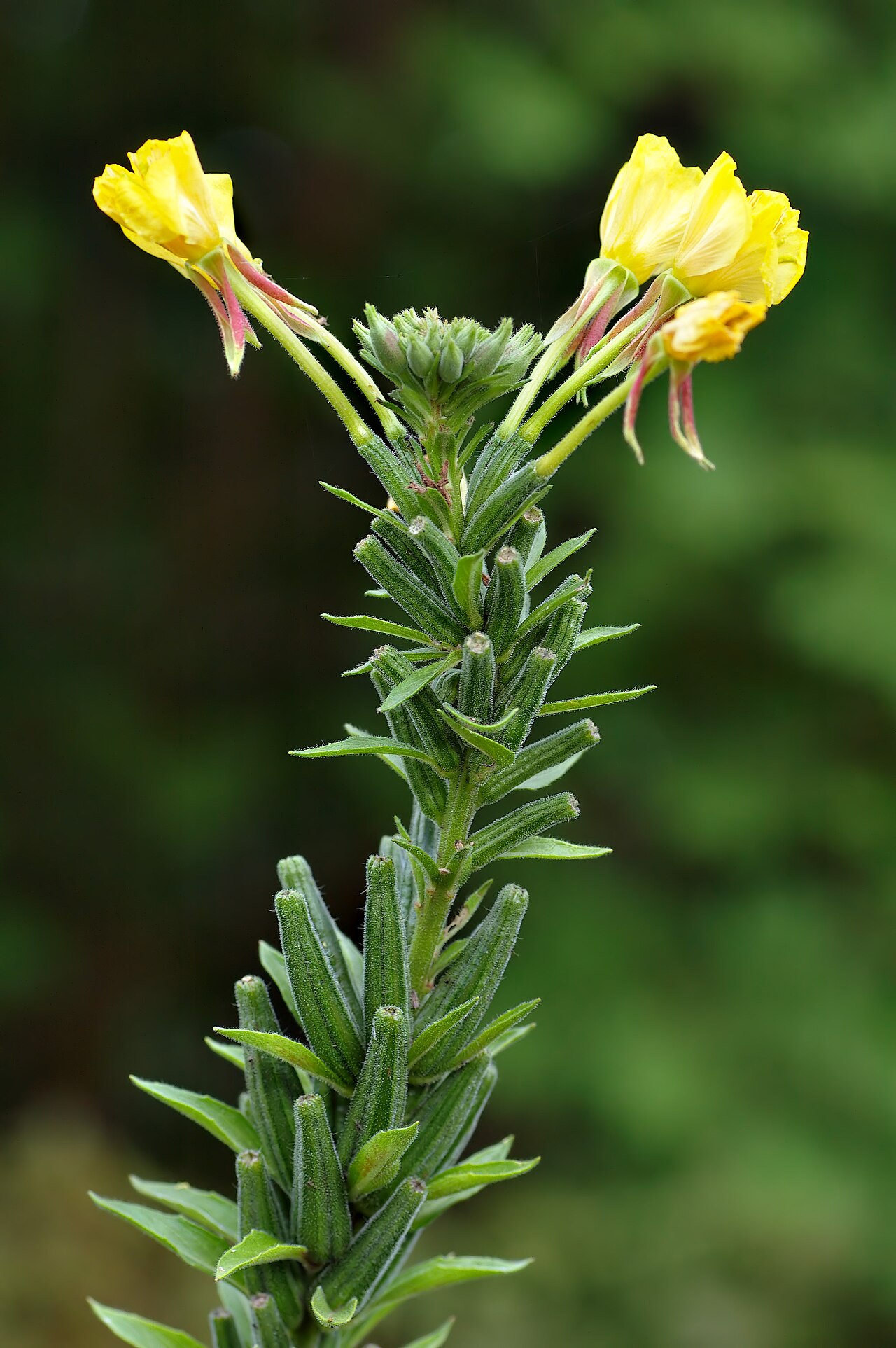 Oenothera drawertii