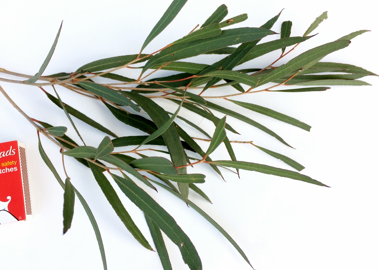Eucalyptus cneorifolia