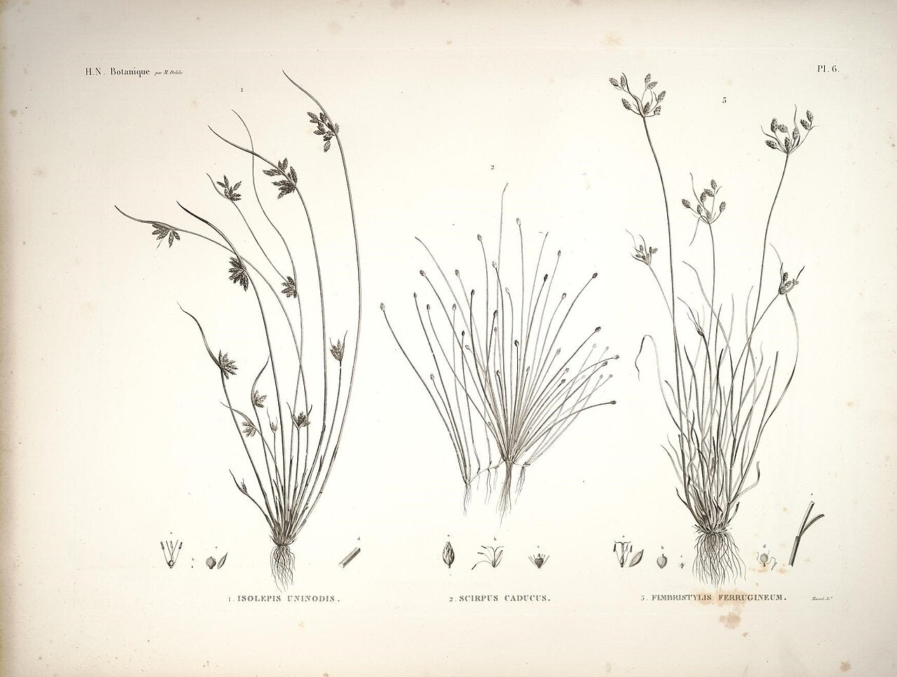 Fimbristylis ferruginea