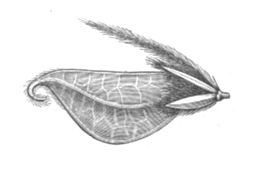 Stylosanthes capitata