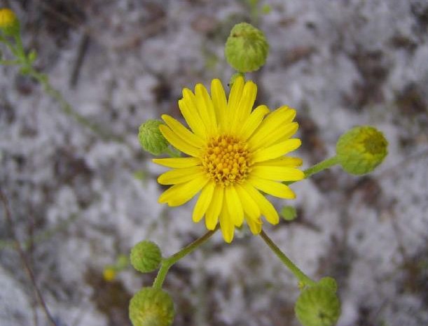 Chrysopsis floridana