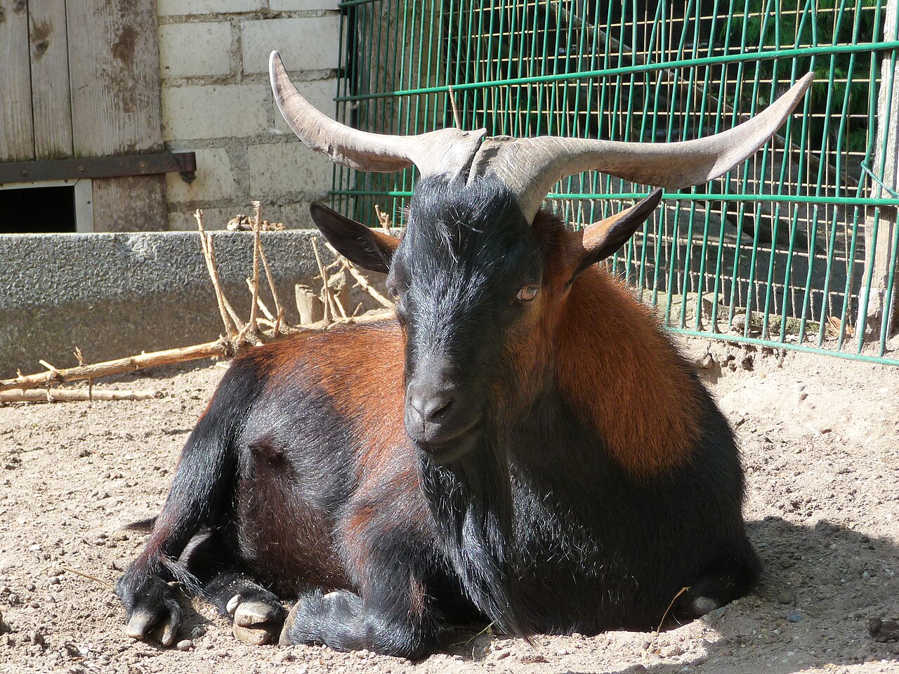 Juan Fernández goat