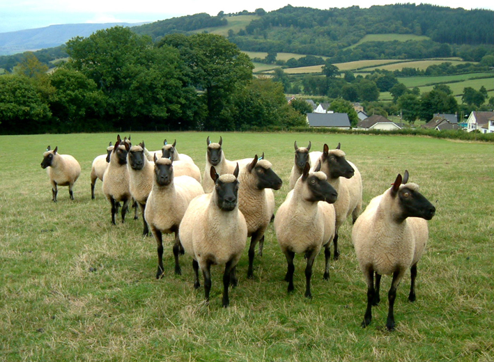 Clun Forest