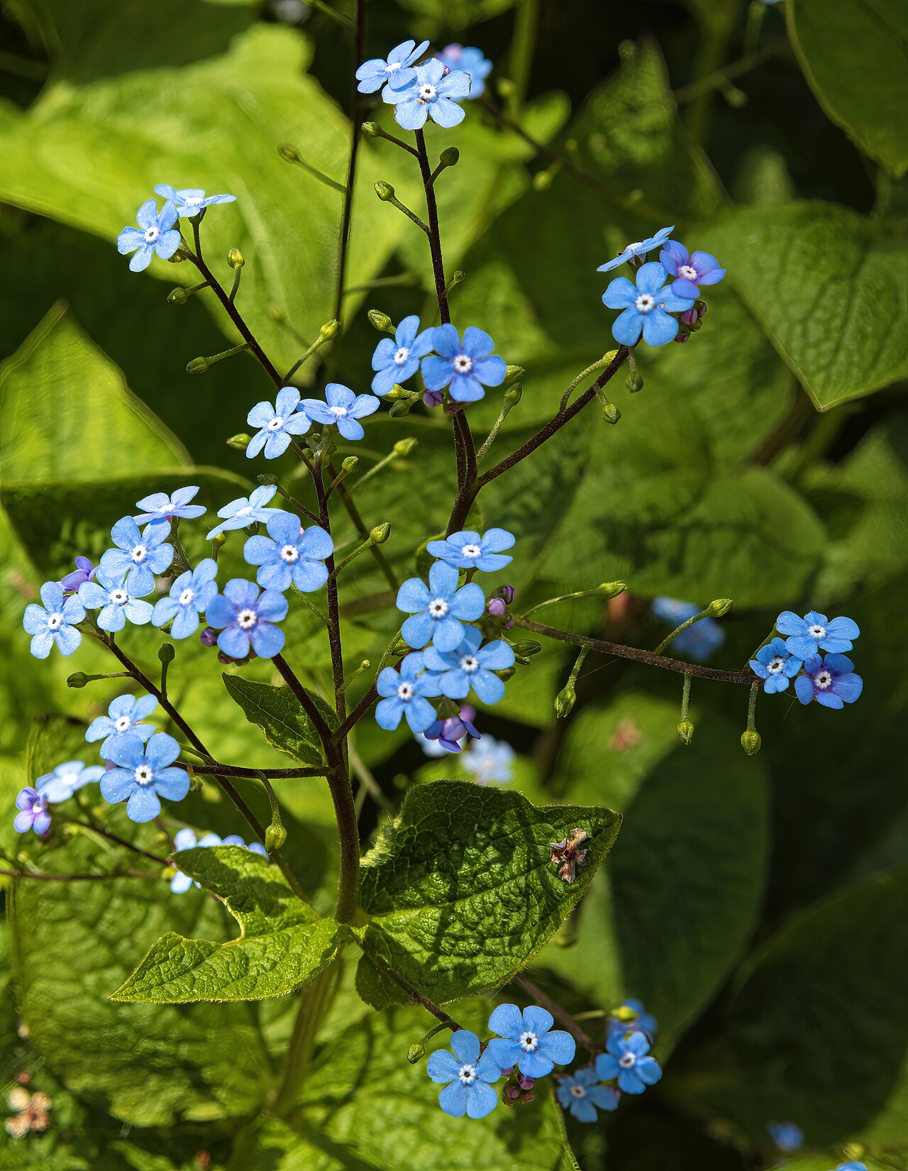 Brunnera macrophylla
