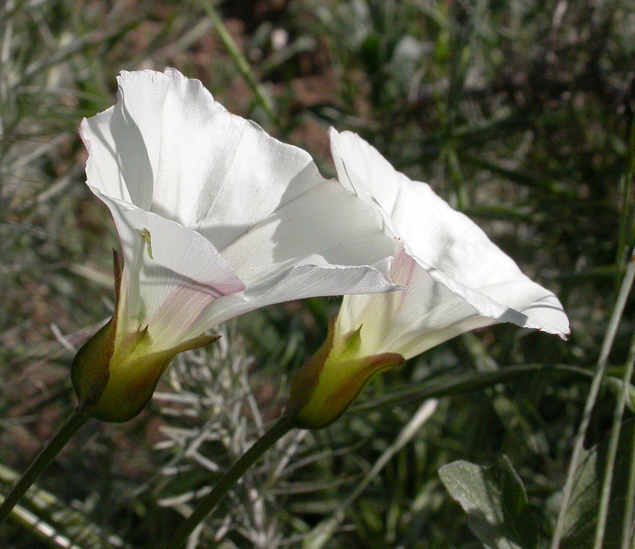 Calystegia macrostegia