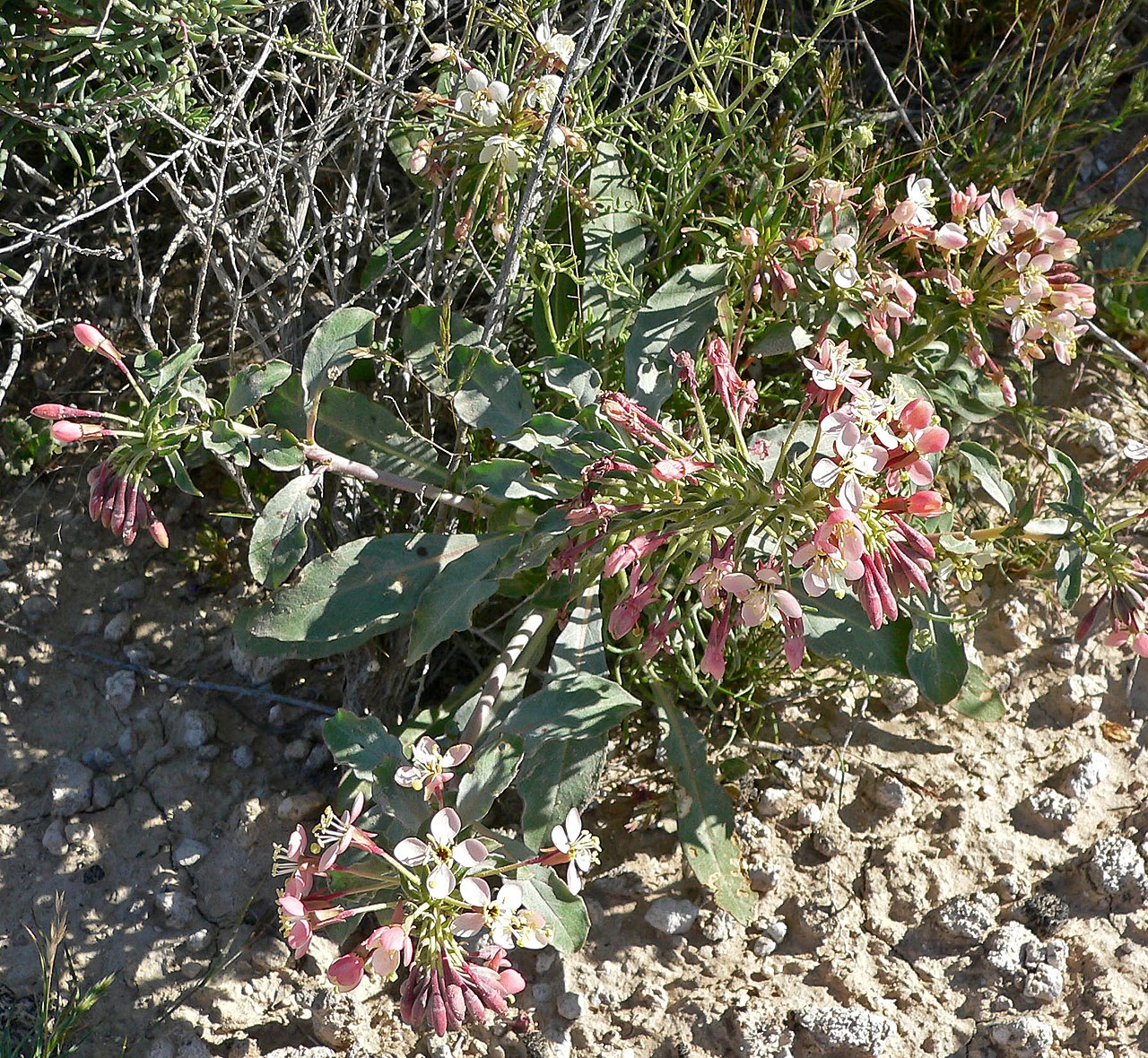 Eremothera
