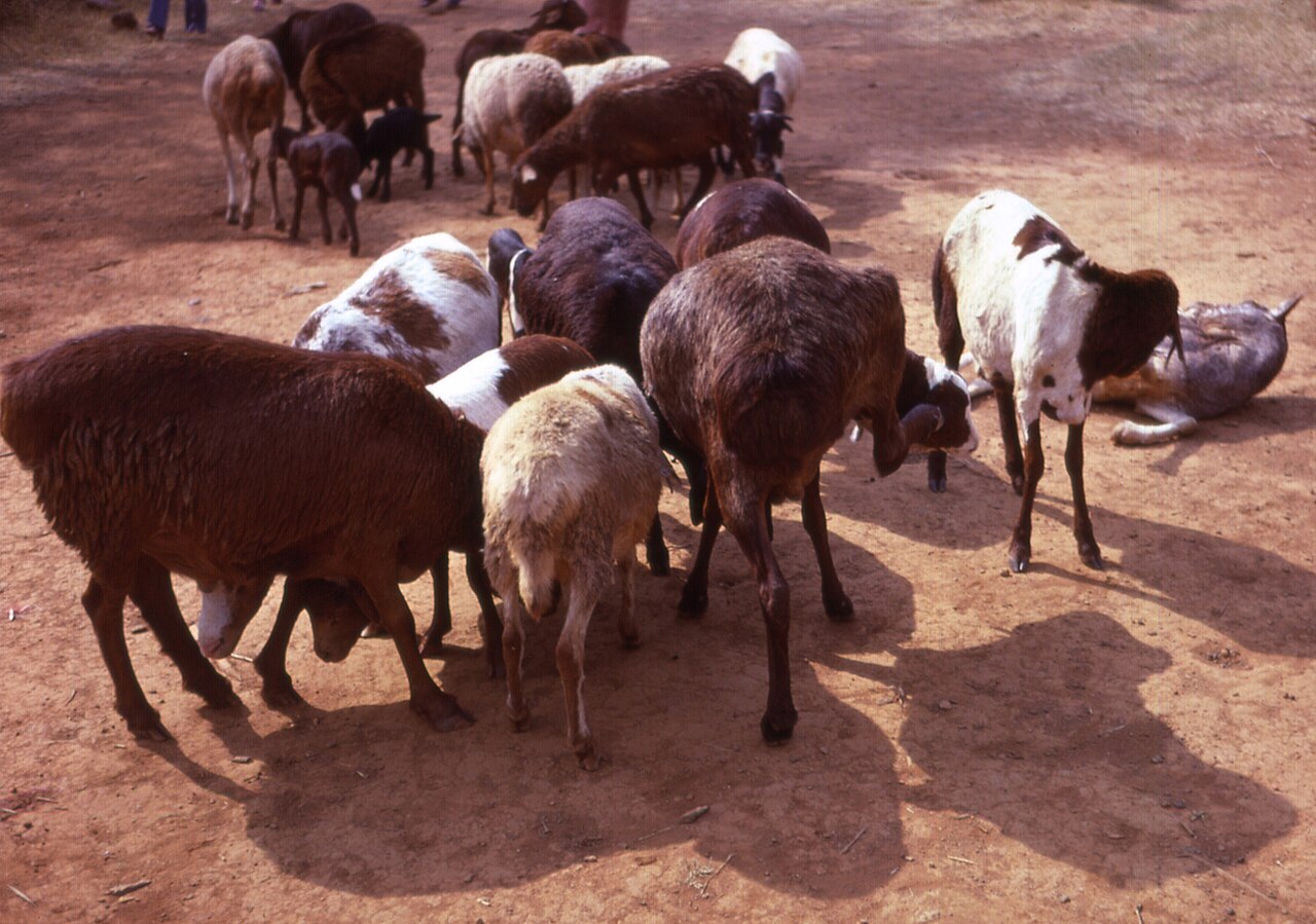 Masai