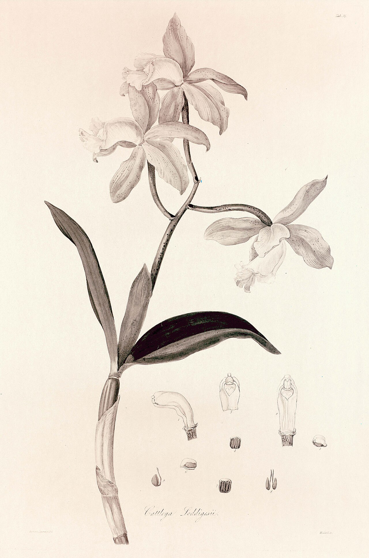 Cattleya loddigesii