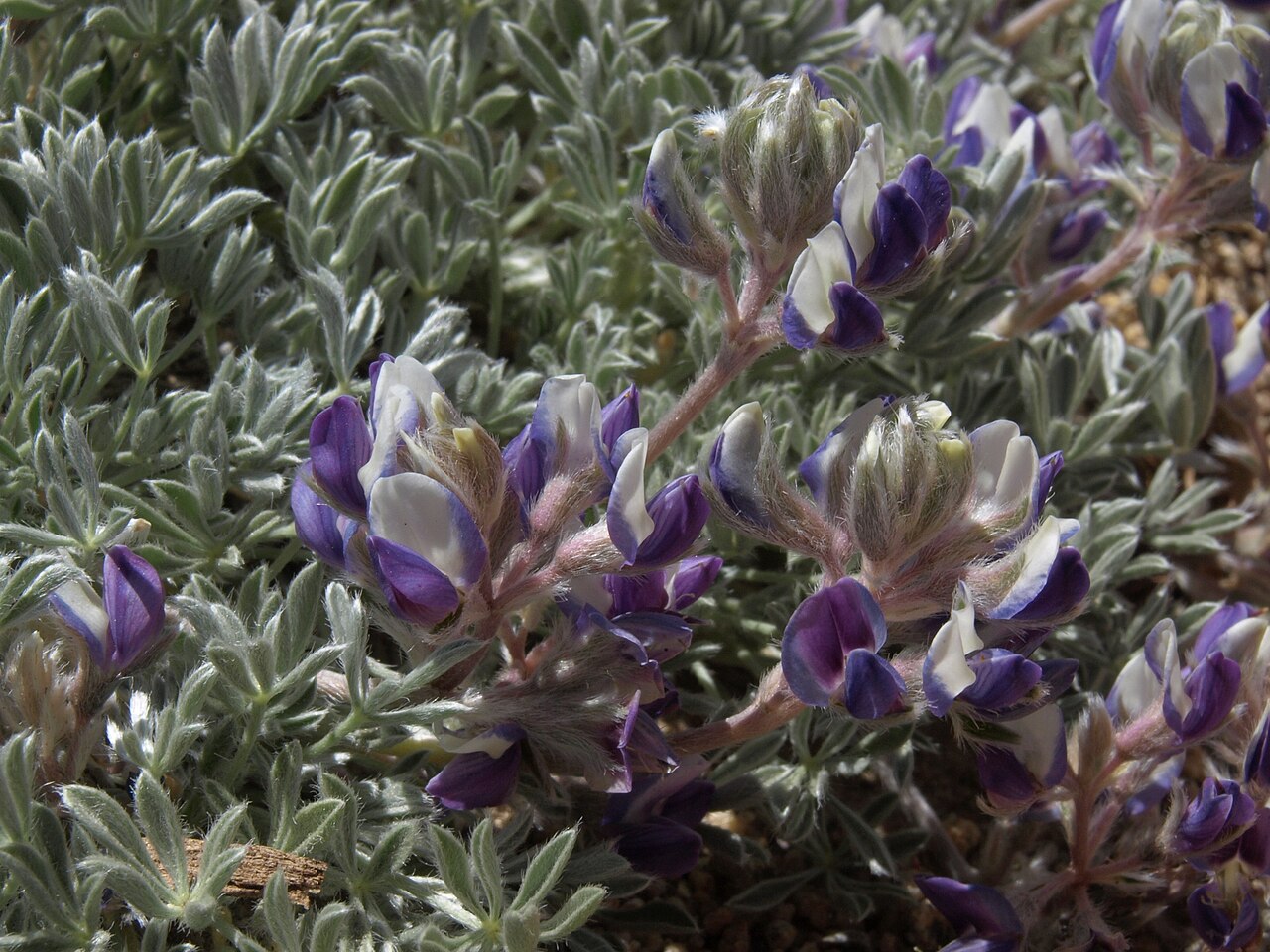 Lupinus bryoides