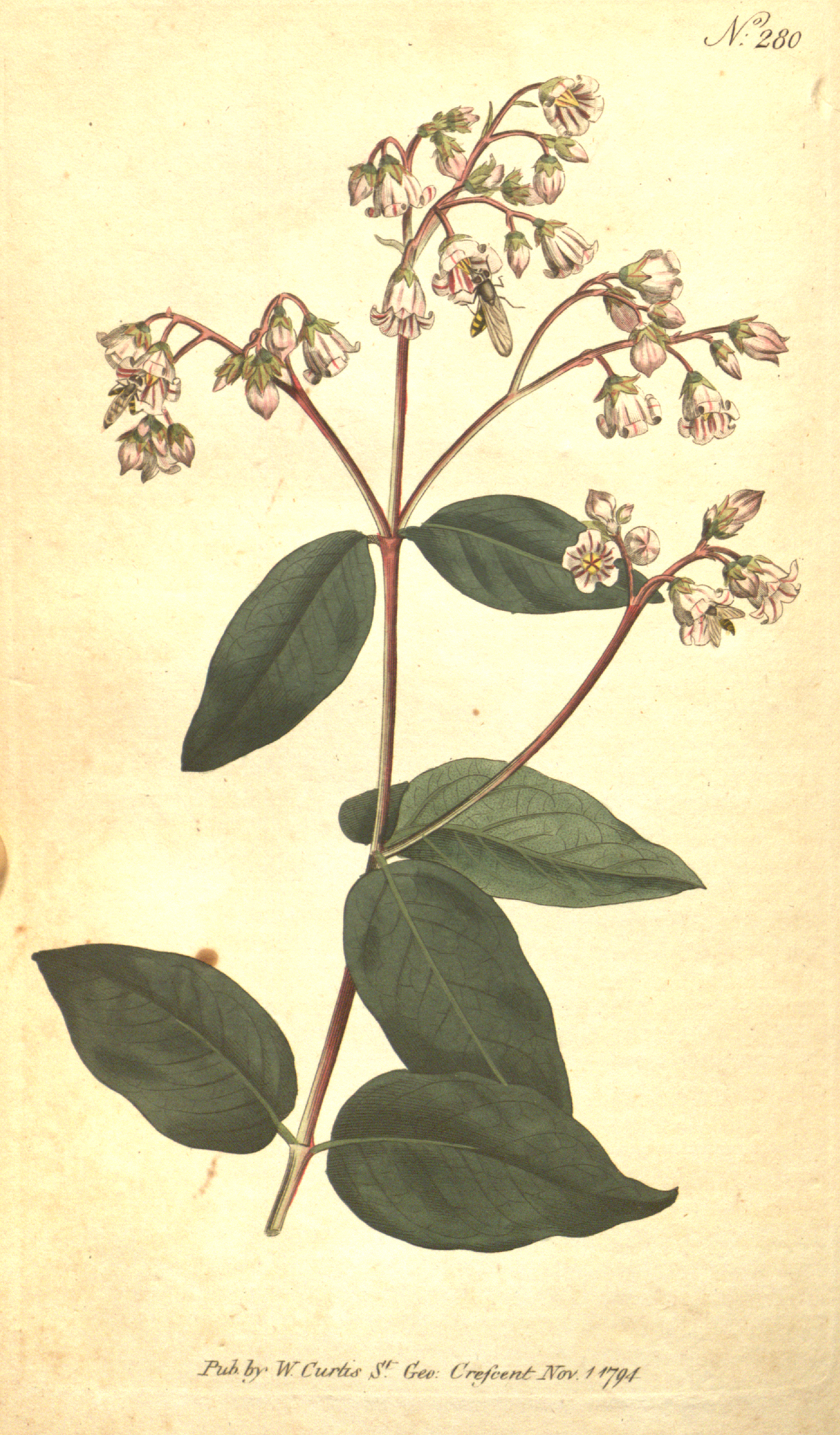 Calophyllum rotundifolium