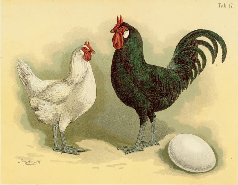 La Flèche chicken