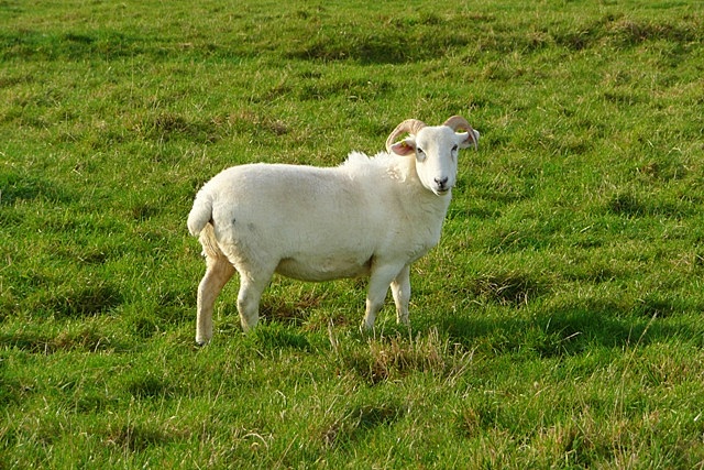 Wiltshire Horn