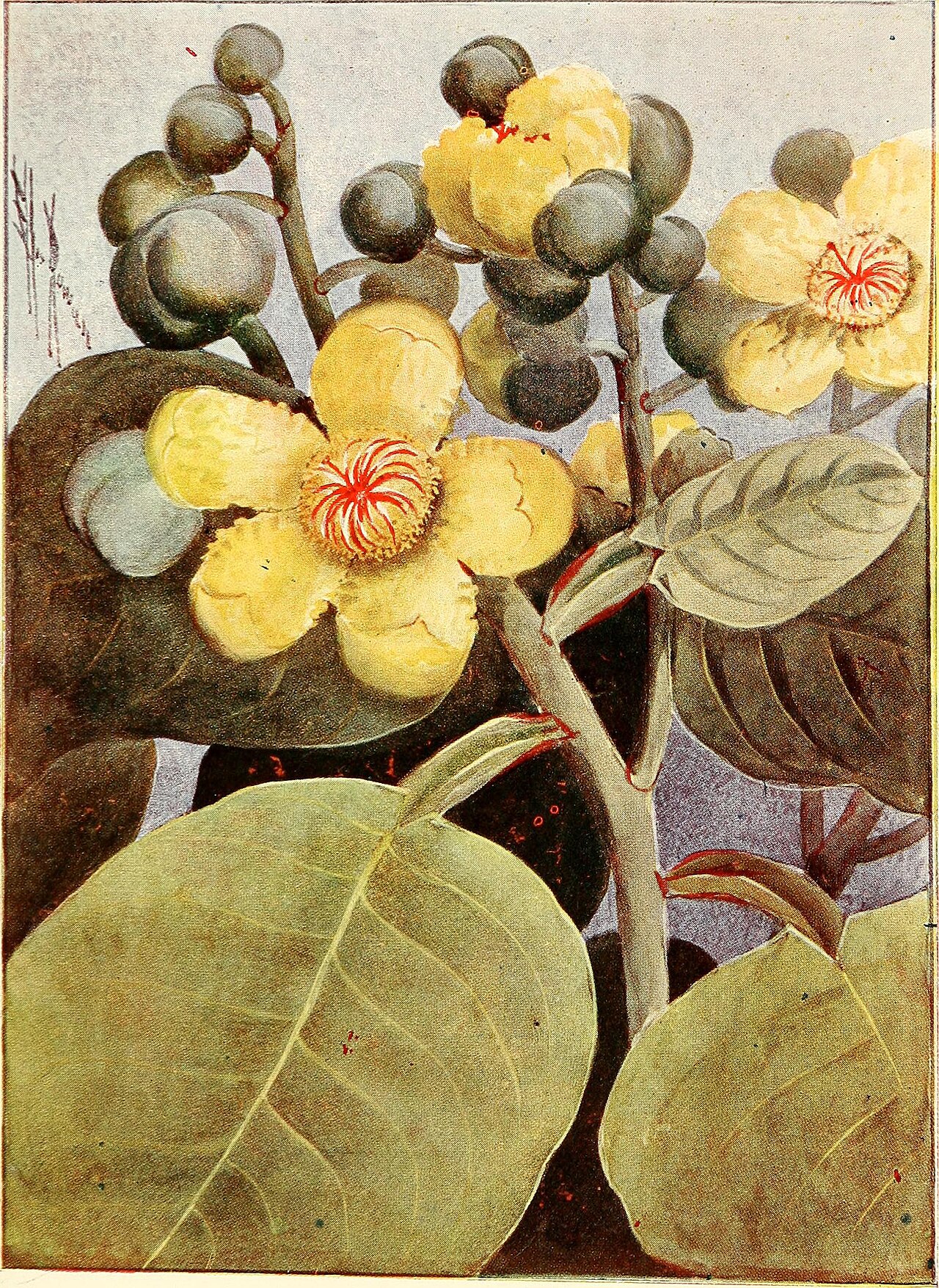 Hibbertia australis