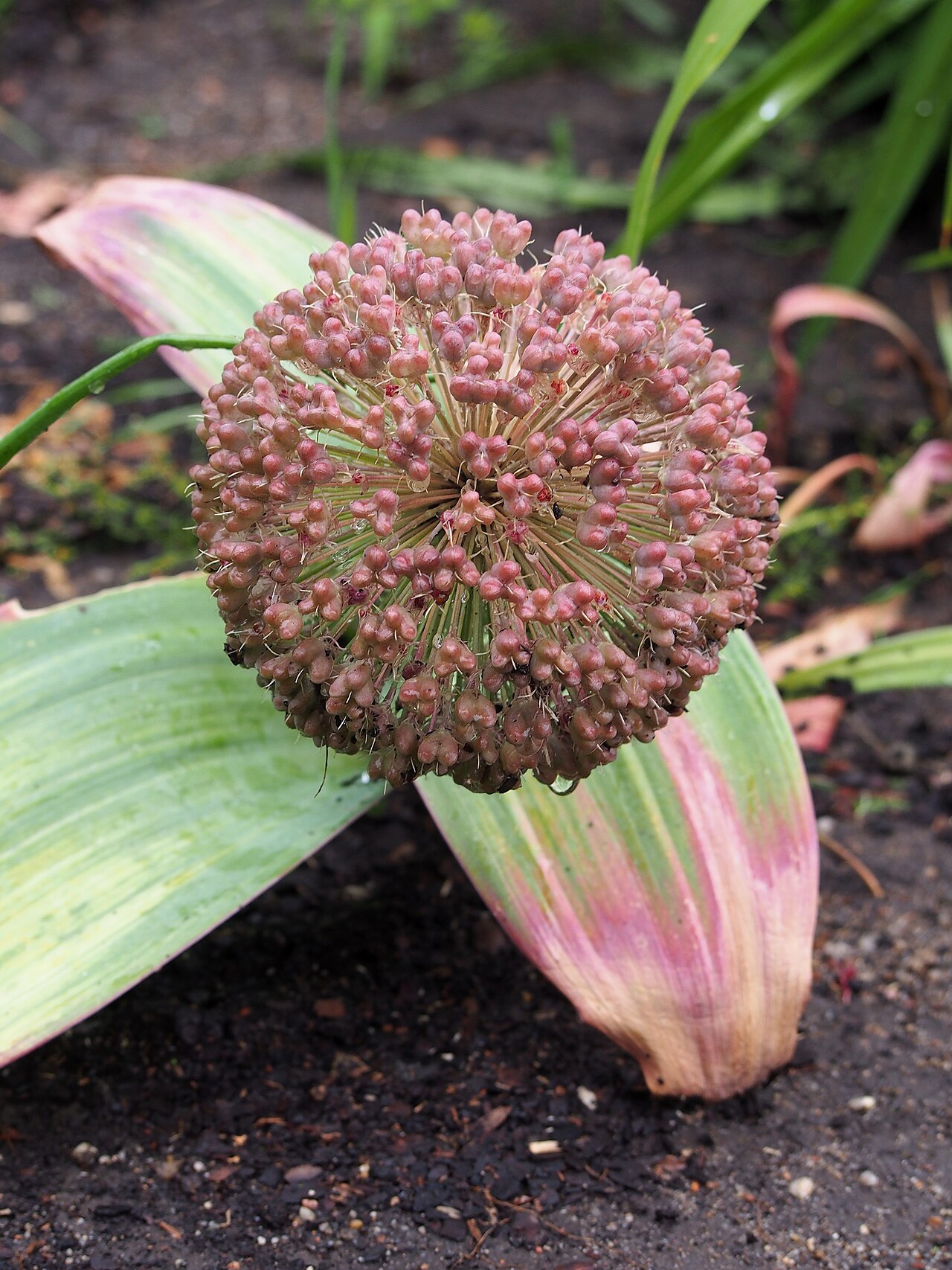 Allium karataviense