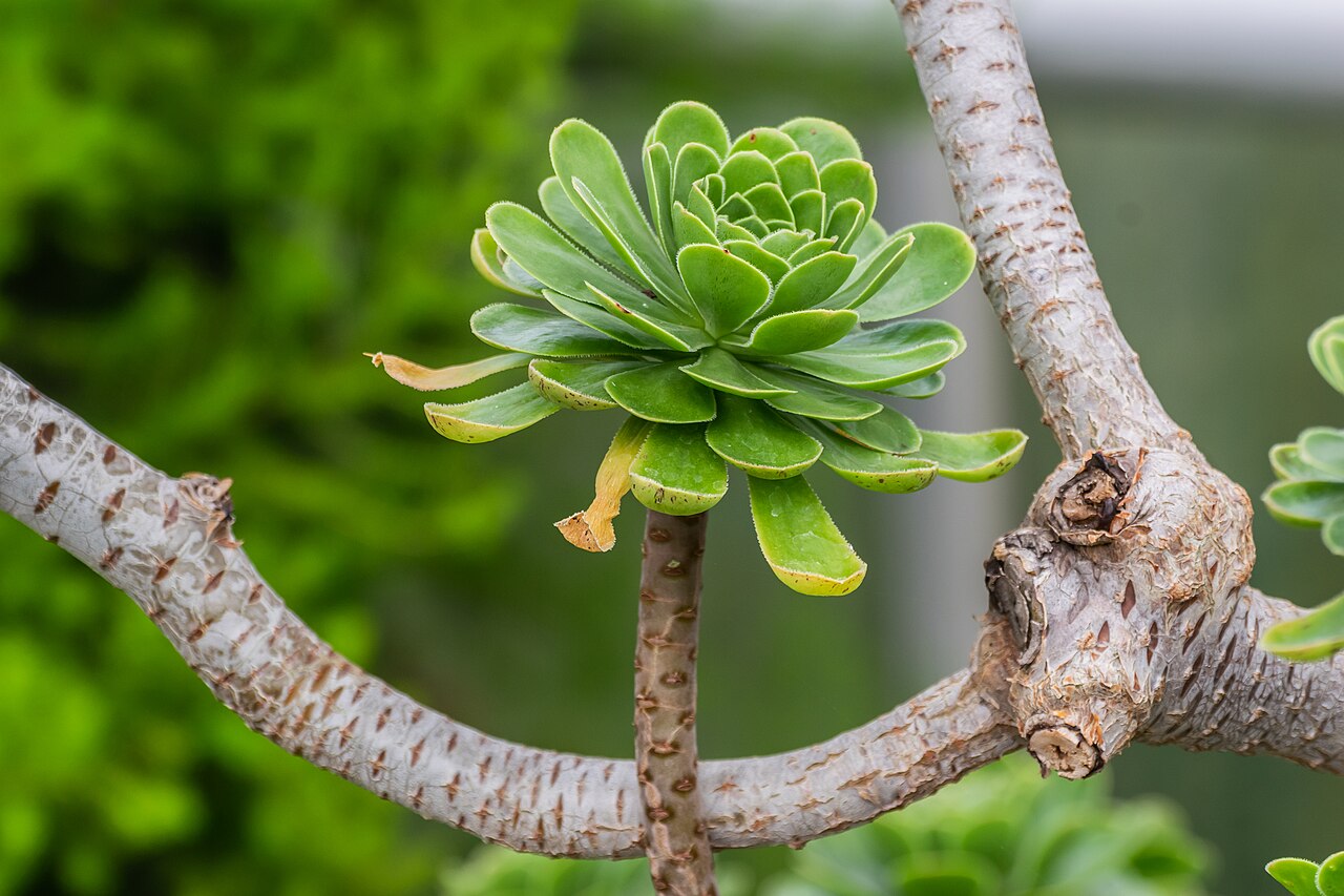 Aeonium dodrantale