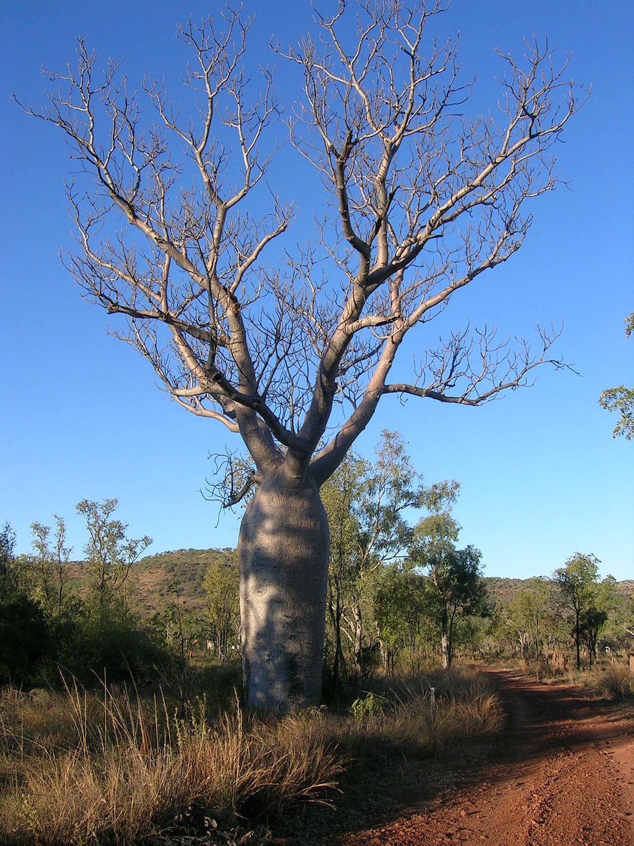 Adansonia gregorii