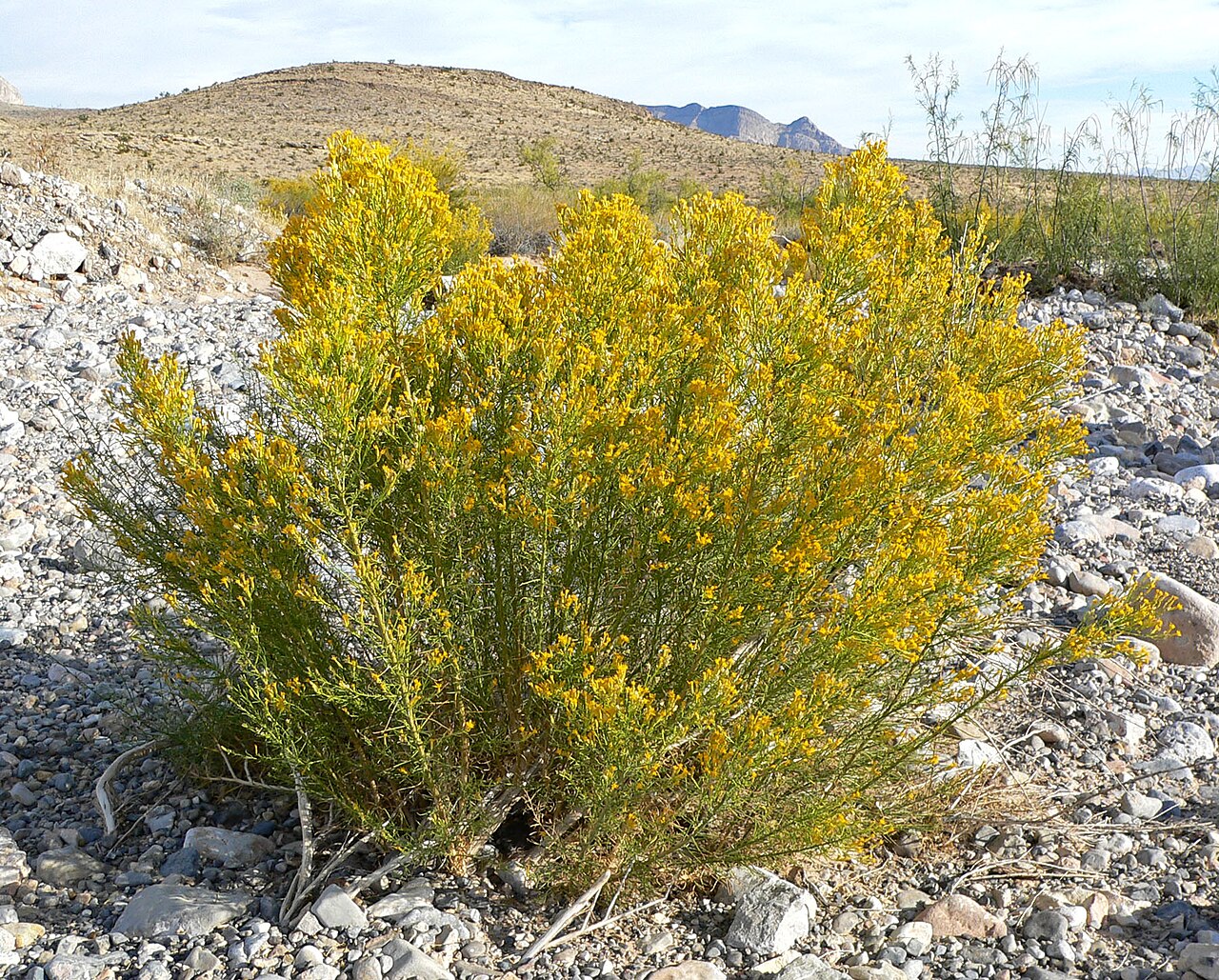 Ericameria paniculata