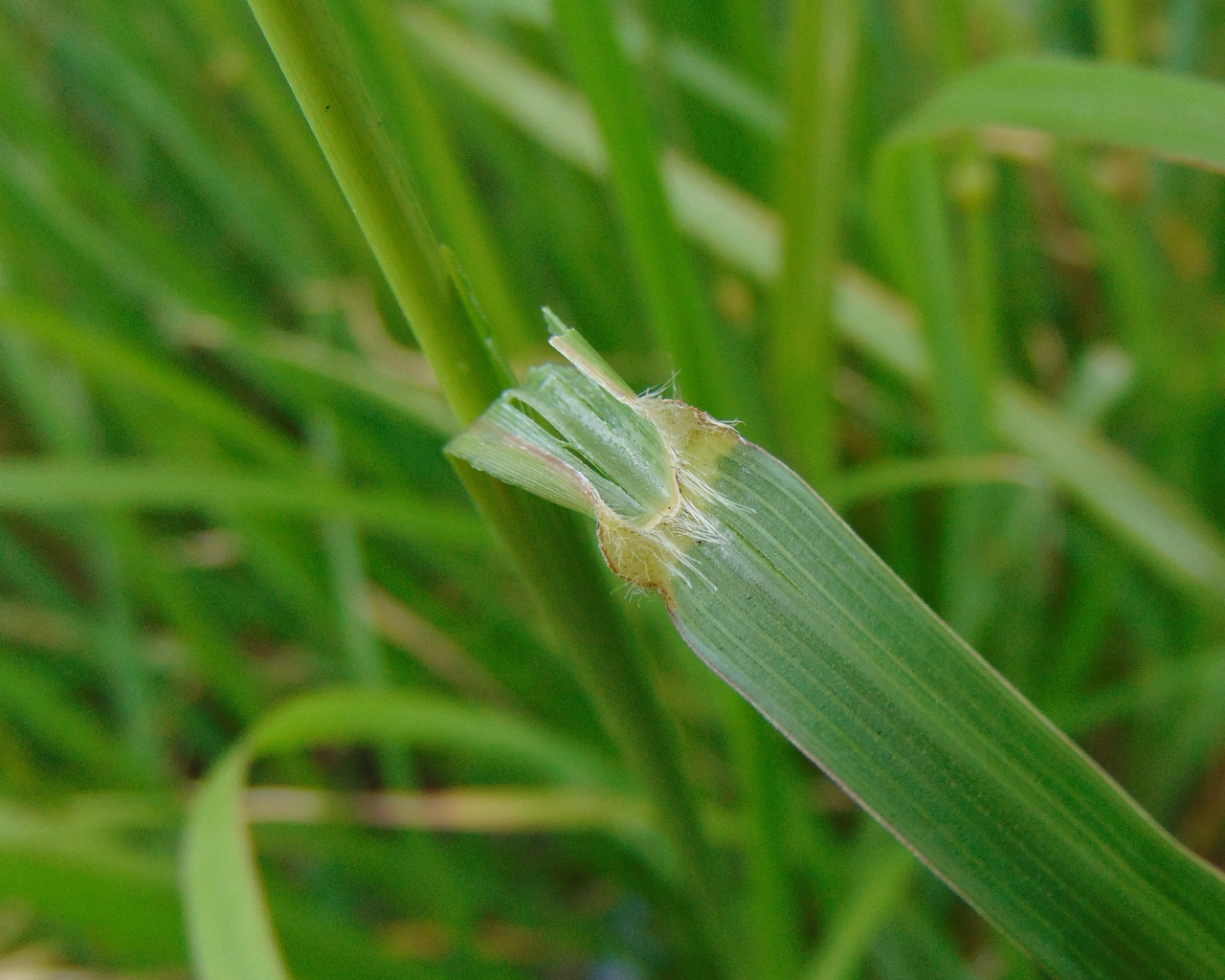 Chloris gayana