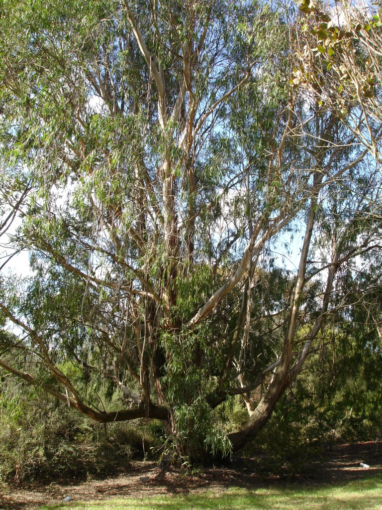 River peppermint or river white gum