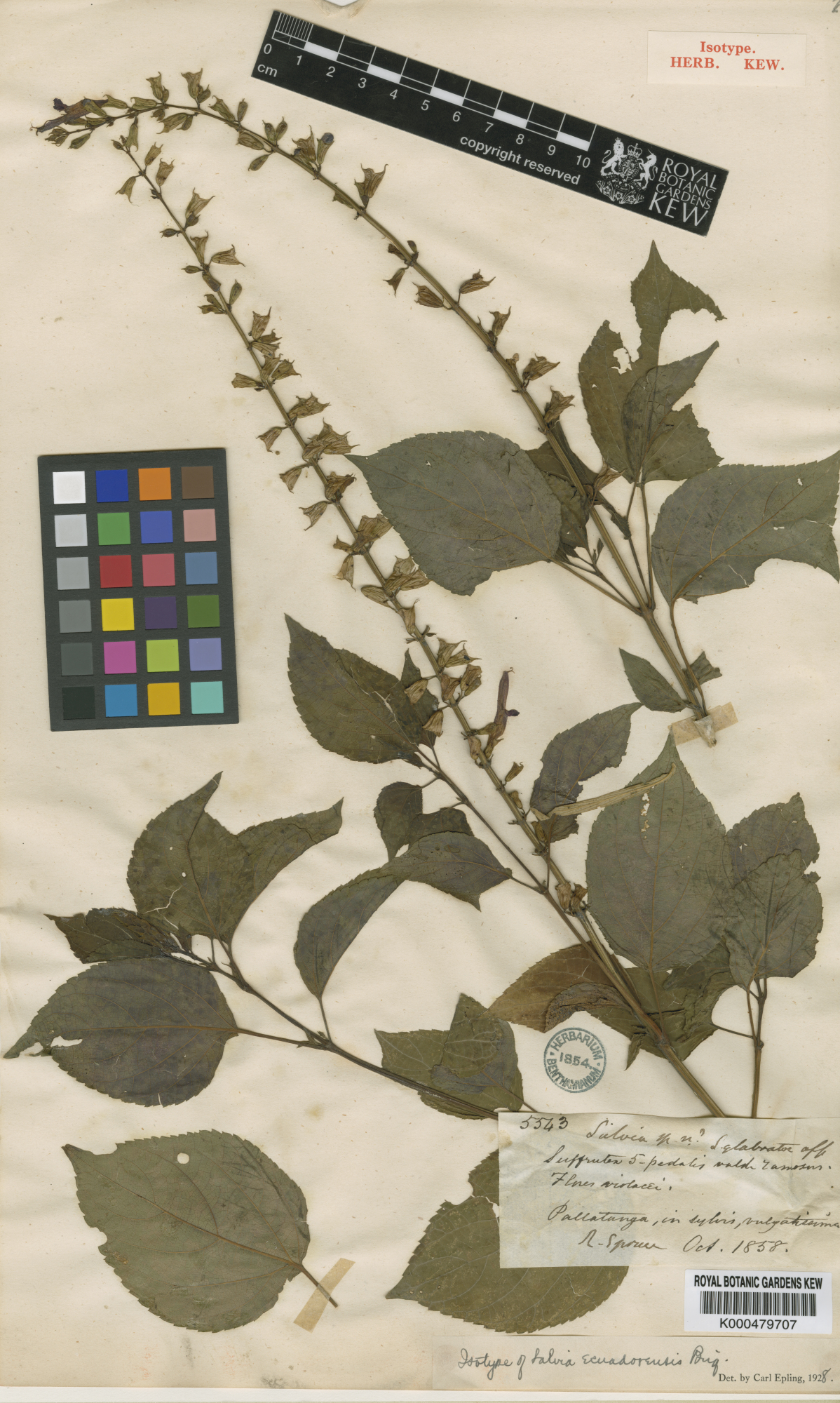 Salvia ecuadorensis