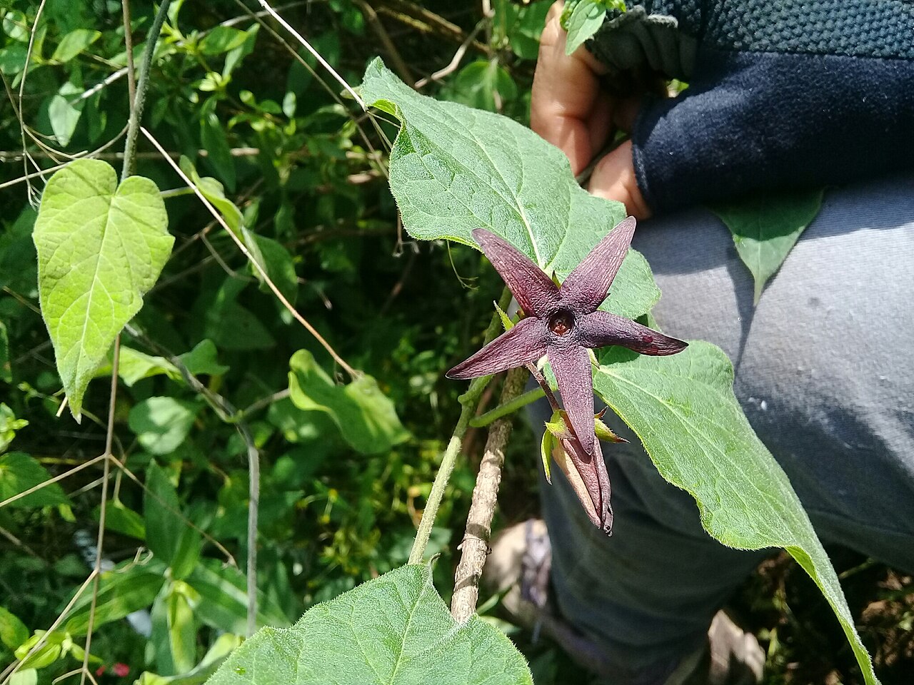 Matelea pilosa