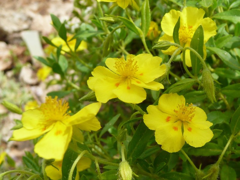 Helianthemum lunulatum