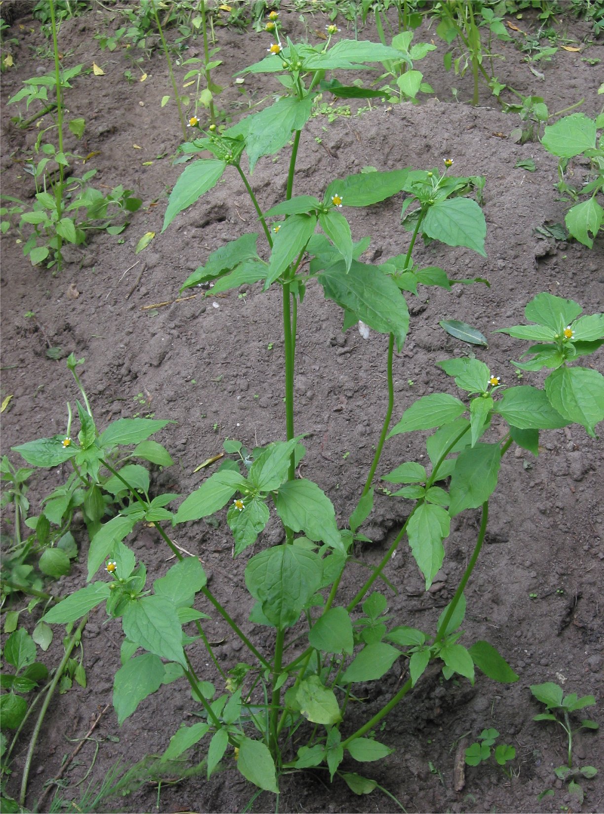 Galinsoga parviflora